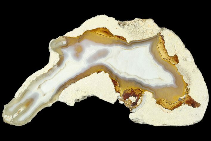 Polished, Agatized Fossil Coral - Florida #188003